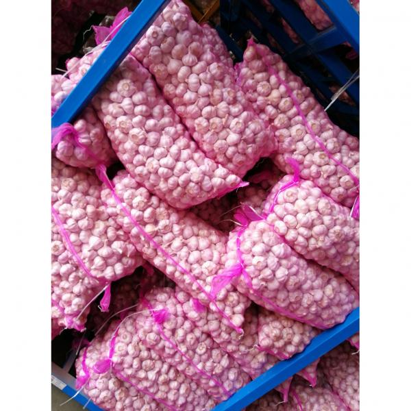 Jinxiang Shandong Fresh Normal White Garlic 5cm Loose Packing in Mesh Bag #1 image