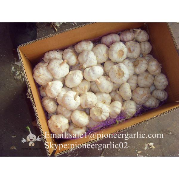 Jinxiang Shandong Fresh Normal White Garlic 5cm Loose Packing in Carton Box #2 image