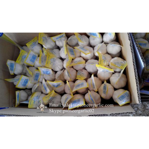 Jinxiang Shandong Fresh Normal White Garlic 5cm Small Packing in Carton Box #2 image