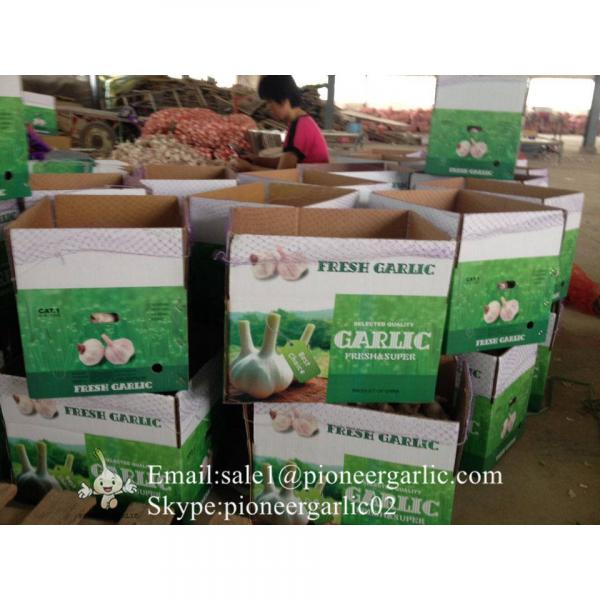 Jinxiang Shandong Fresh Normal White Garlic 5cm Small Packing in Carton Box #4 image