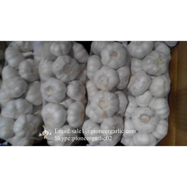 Jinxiang Shandong Fresh Normal White Garlic 5cm Small Packing in Carton Box #5 image
