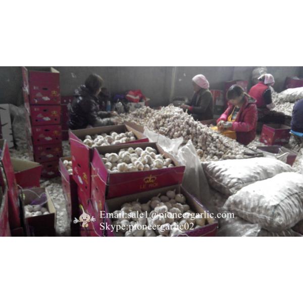 Chinese Natural 5cm Red Garlic Loose Packing In 5kg Box #1 image