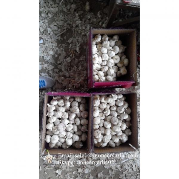 Chinese Natural 5.5cm Red Garlic Loose Packing In 10kg Carton Box #3 image