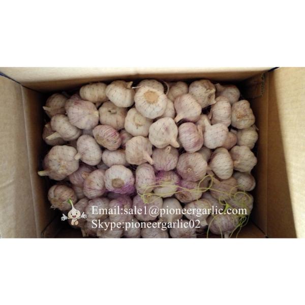 Chinese Natural 5cm Red Garlic Loose Packing In 10kg Box #5 image