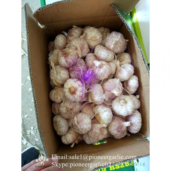 Chinese Natural 5.5cm Red Garlic Loose Packing In 10kg Carton Box #5 image