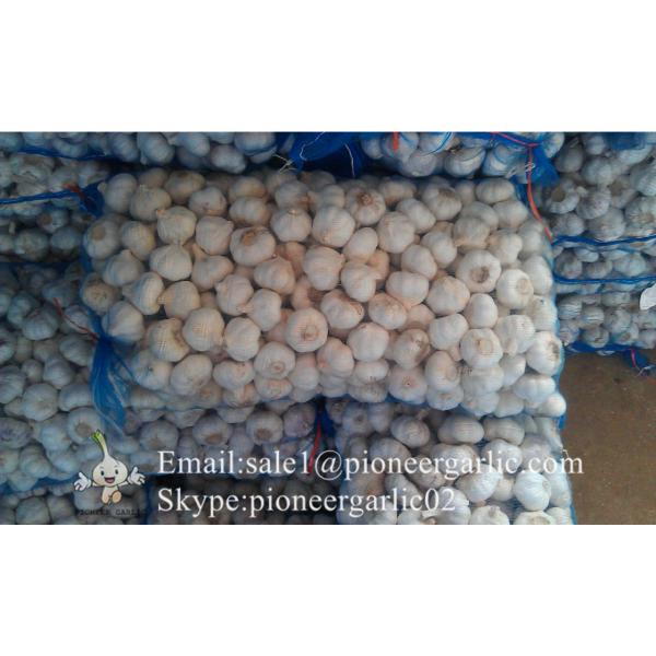 5-5.5cm Fresh Normal White Garlic In Mesh Bag Packing #4 image