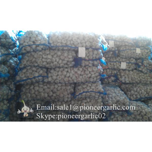 Chinese Natural 5.5cm Red Garlic Loose Packing In 20kg Mesh Bag #2 image