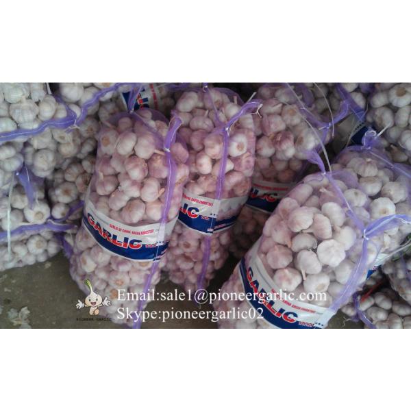 Chinese Natural 5.5cm Red Garlic Loose Packing In 20kg Mesh Bag #4 image
