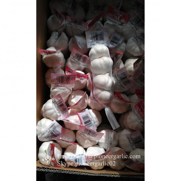 100% Natural Snow White Garlic Packed in Mesh Bag or Carton Box From Jinxiang China #5 image