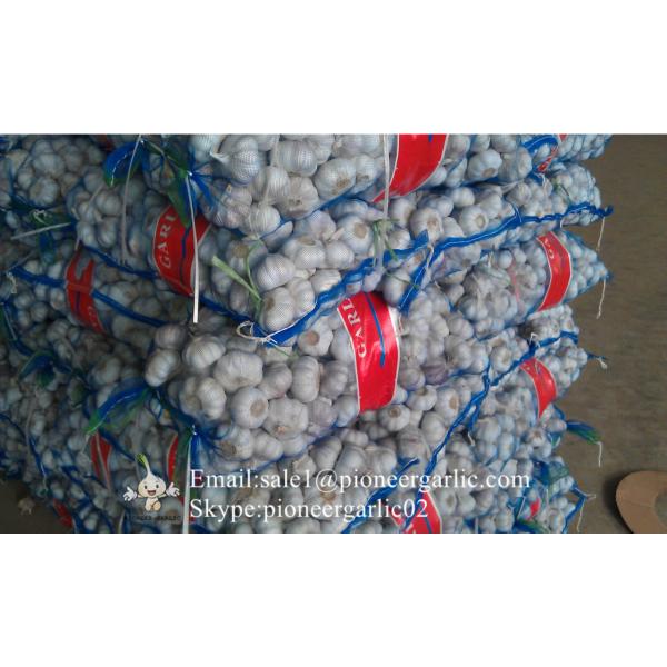 4.5-5cm Normal White Chinese Fresh Garlic In Mesh Bag Packing #5 image