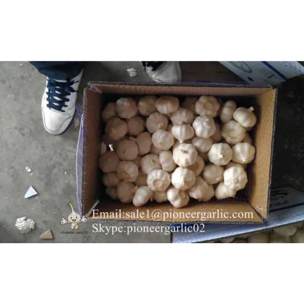 New Crop Fresh Jinxiang Normal White Garlic 5cm And Up In Carton Box Packing #1 image