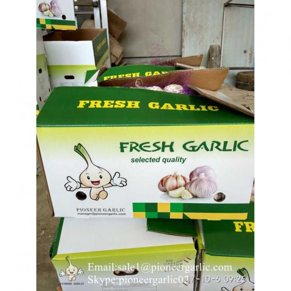 New Crop Fresh Jinxiang Normal White Garlic 5cm And Up In Carton Box Packing #2 image