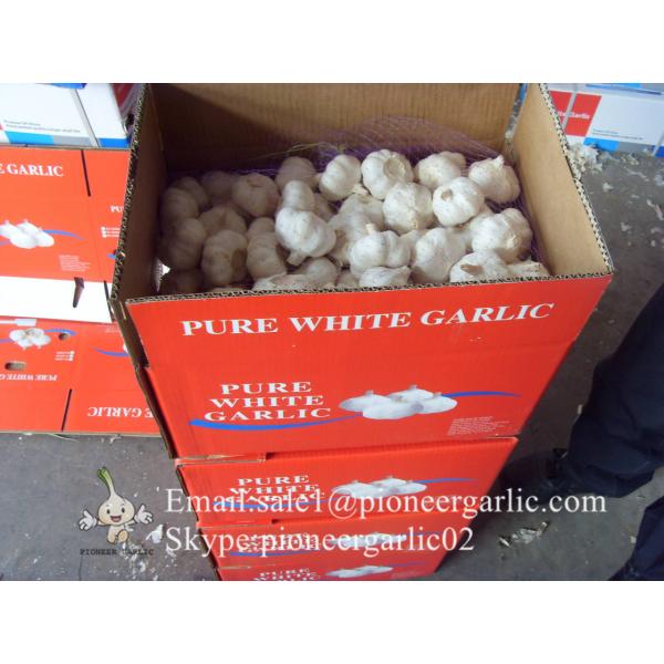 Loose Packing 5-5.5cm Fresh Red Garlic Produced In Jinxiang Shandong China #1 image