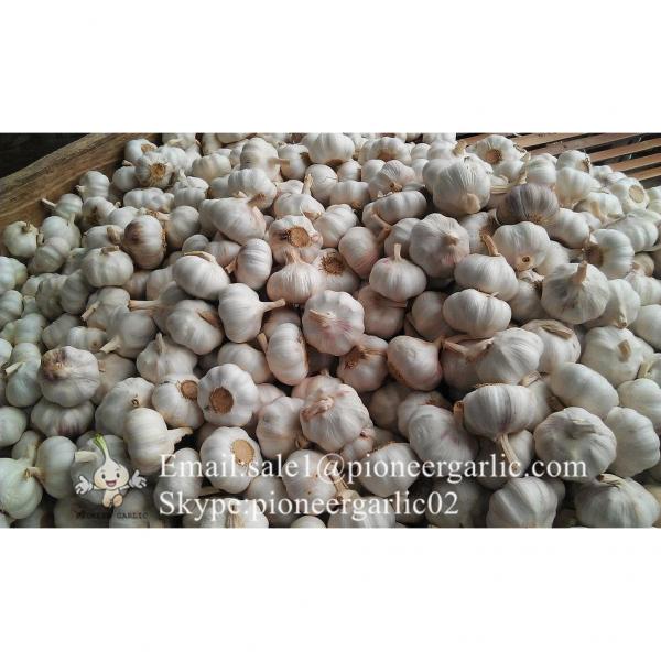 Hot Sale Chinese Fresh Purple Red Garlic Big Garlic 6.0cm and up Packed in Mesh Bag #1 image