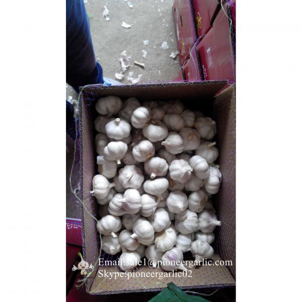 New Crop 6cm and up Purple Fresh Garlic In 10 kg Mesh Bag packing #1 image