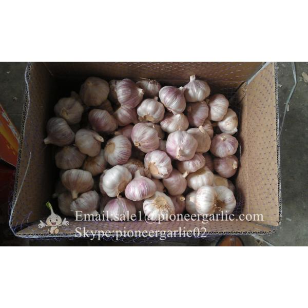 New Crop 6cm and up Purple Fresh Garlic In 10 kg Mesh Bag packing #3 image