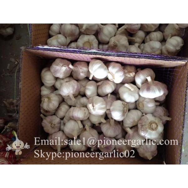 New Crop 6cm and up Purple Fresh Garlic In 10 kg Mesh Bag packing #4 image