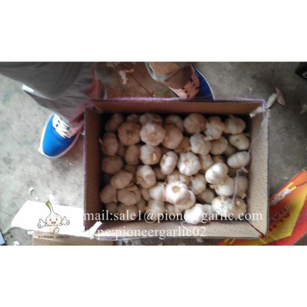 5-5.5cm Chinese Fresh Normal White Garlic In 10kg Carton Box Packing #5 image