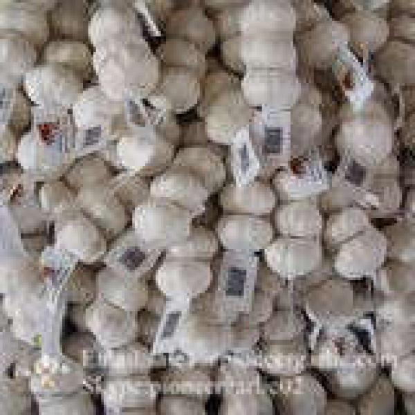 Hot Sale Chinese Fresh Purple Red Garlic Big Garlic 6.0cm and up Packed in Mesh Bag #2 image