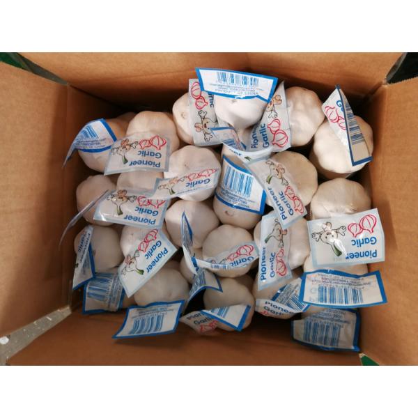 5.0cm 100% Pure White Snow White Chinese Fresh Garlic Exported to Guatemala #5 image