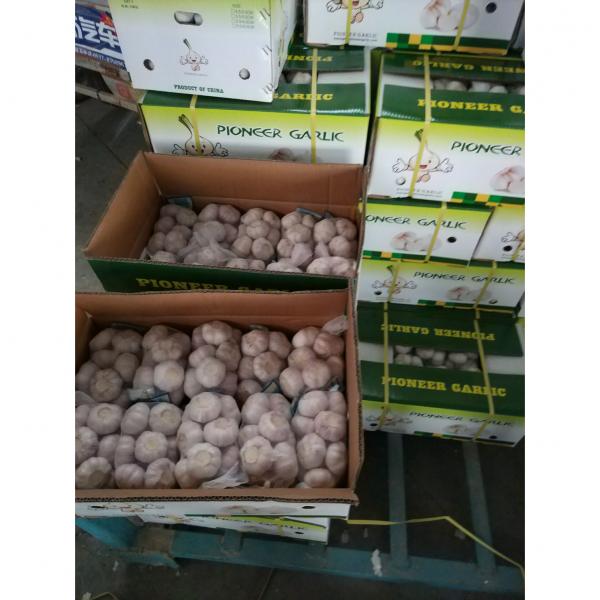 Normal White Garlic Loose Packing in Mesh Bag or Carton Box produced in Jinxiang #1 image