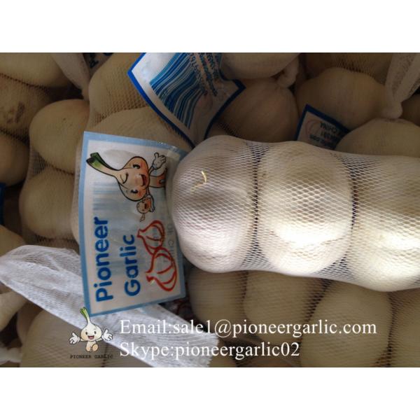 100% Natural Snow White Garlic Packed in Mesh Bag or Carton Box From Jinxiang China #2 image