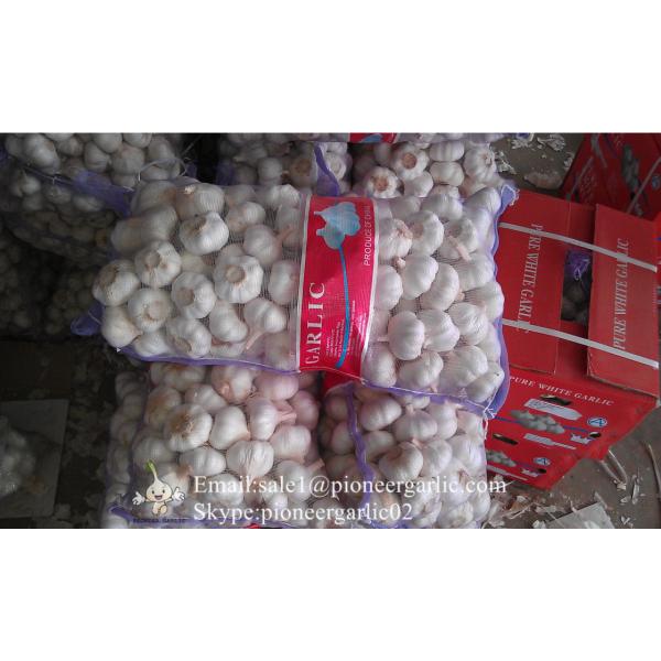 Nature Made 5.0-5.5cm Chinese White Garlic Material of Black Garlic in Mesh Bag #1 image