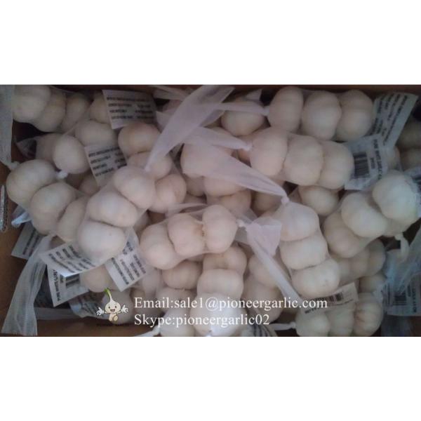 Nature Made 5.5-6.0cm Wholesale Chinese Normal Garlic Material of Black Garlic in Mesh Bag #1 image