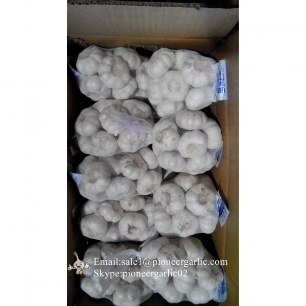 Nature Made 5.5-6.0cm Wholesale Chinese Normal Garlic Material of Black Garlic in Mesh Bag #3 image
