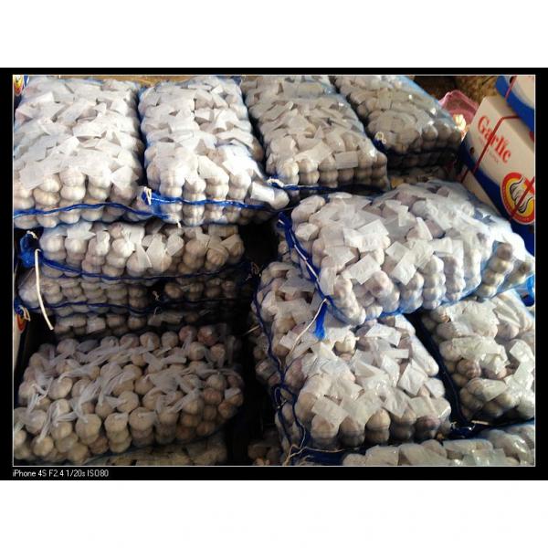 5.5cm Normal White Garlic Packed in Mesh Bag #3 image