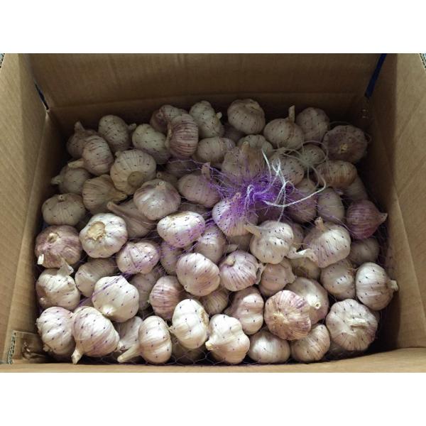 Nature Made 6.0cm-6.5cm Jinxiang Red Garlic Material of Black Garlic in Mesh Bag #5 image