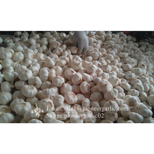 New Crop Chinese 5cm Snow White Fresh Garlic Small Packing In Mesh Bag #1 image