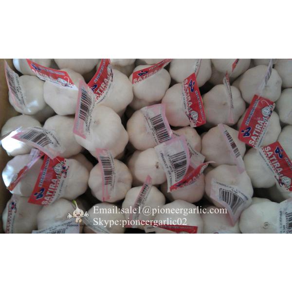 Wholesaler of Chinese Jinxiang Garlic Purple Garlic 5.5cm with Nice Price #2 image