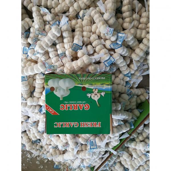 Normal White Garlic Loose Packing in Mesh Bag or Carton Box produced in Jinxiang #2 image
