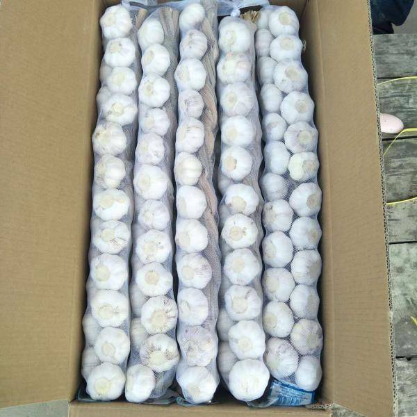 100% White Garlic Packed in 5kg Small Carton Box #2 image