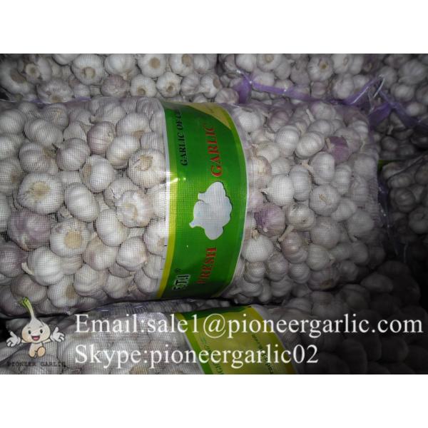 5.5cm Normal White Fresh Jinxiang Shandong Garlic in Box or Mesh Packing #5 image