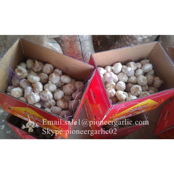 2017 New Crop 5cm Purple Fresh Garlic 10kg Box Packing #3 image