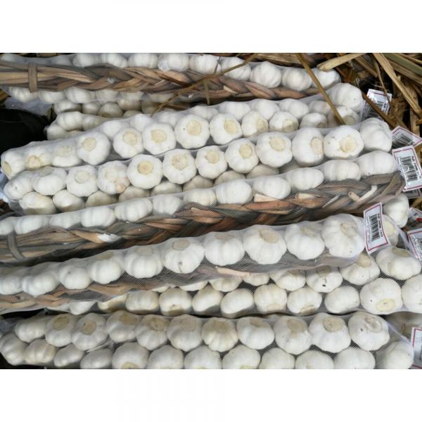 5.0cm Pure White Snow White Garlic Exported to Honduras #4 image
