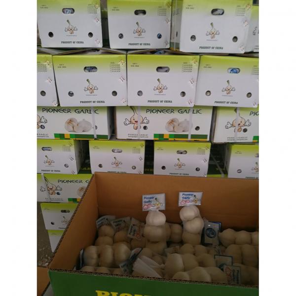 5.0cm 100% Pure White Snow White Chinese Fresh Garlic Exported to Guatemala #1 image