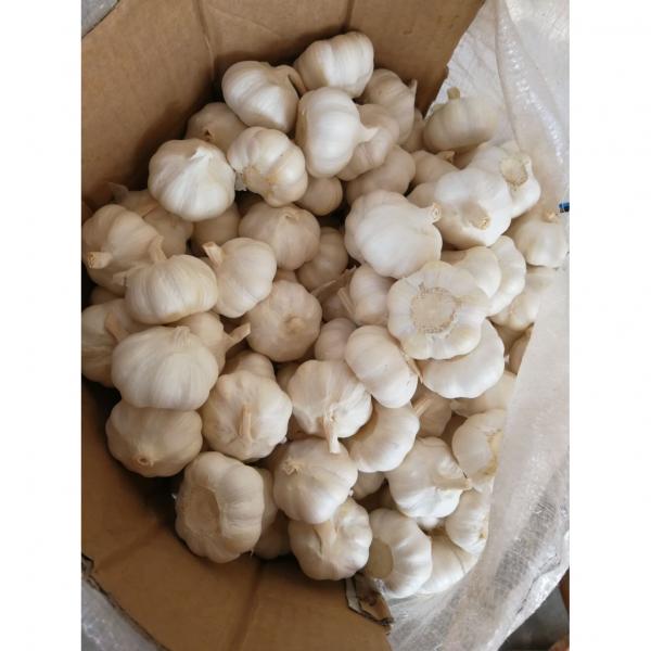 5.0cm 100% Pure White Snow White Chinese Fresh Garlic Exported to Guatemala #2 image