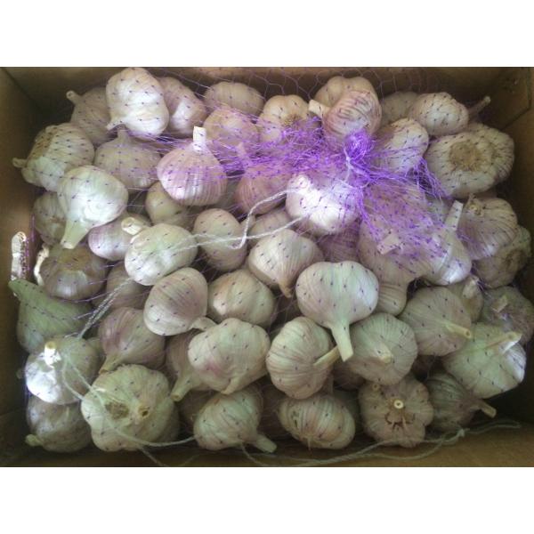 5.5cm Normal White Fresh Purple Garlic Exported to Senegal #1 image