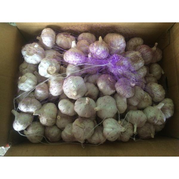 5.5cm Normal White Fresh Purple Garlic Exported to Senegal #2 image