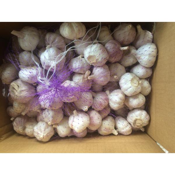 5.0cm Purple Garlic Packed in Carton Box #1 image