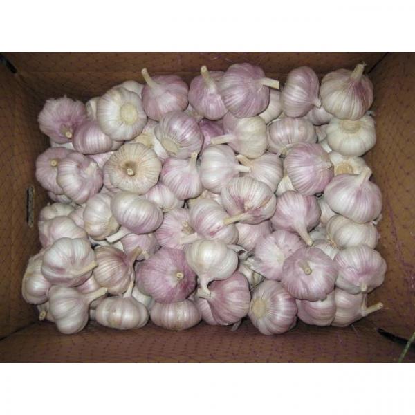 Hot Sale Chinese Red Fresh Garlic with Nice Price #1 image