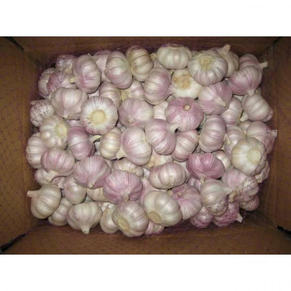 Hot Sale Chinese Red Fresh Garlic with Nice Price #3 image