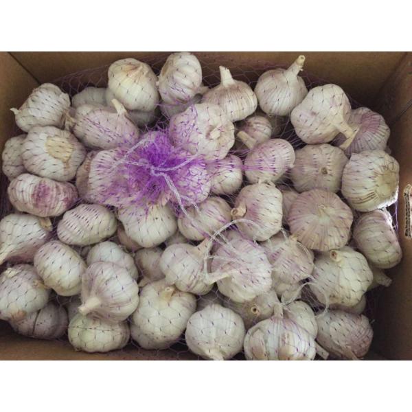 Chinese 100% Fresh Nature Made Garlic Best Quality Product from Jinxiang #1 image