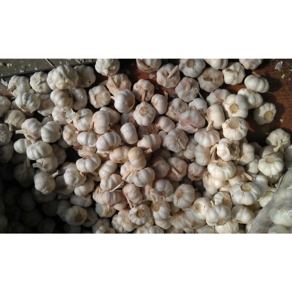 Chinese 100% Fresh Nature Made Garlic Best Quality Product from Jinxiang #2 image