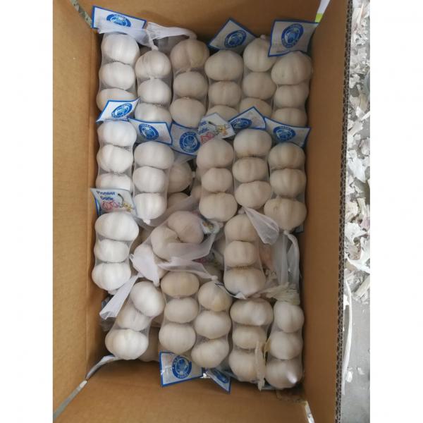 5.0cm 100% Pure White Snow White Chinese Fresh Garlic Exported to Guatemala #4 image