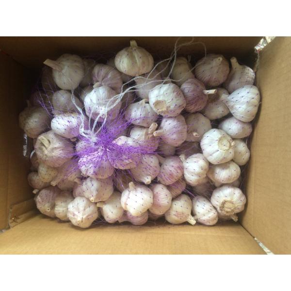 2017 New Crop 4.5cm Purple Fresh Garlic 10kg Mesh Bag Packing #5 image