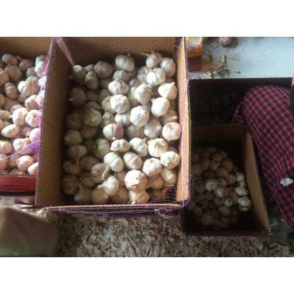5.5cm and Up Red Garlic Small Packing in Carton Box #2 image